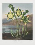 Poster - Pitcher Plant from The Temple of Flora (1807)