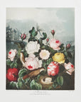 Plakat - Roses from The Temple of Flora (1807)