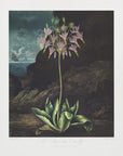 Plakat - The American Cowslip from The Temple of Flora