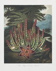 Poster - The Maggot–Bearing Stapelia from The Temple of Flora (1807)