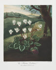 Plakat - The Persian Cyclamen from The Temple of Flora (1807)