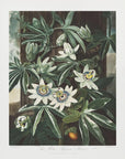 Poster - The Passiflora Cerulea from The Temple of Flora (1807)