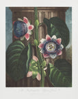 Plakat - The Quadrangular Passion Flower from The Temple of Flora (1807)