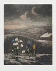 Poster - The Snowdrops from The Temple of Flora (1807)