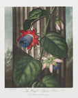 Poster - The Winged Passion-Flower from The Temple of Flora (1807)