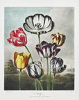 Poster - Tulips from The Temple of Flora (1807)