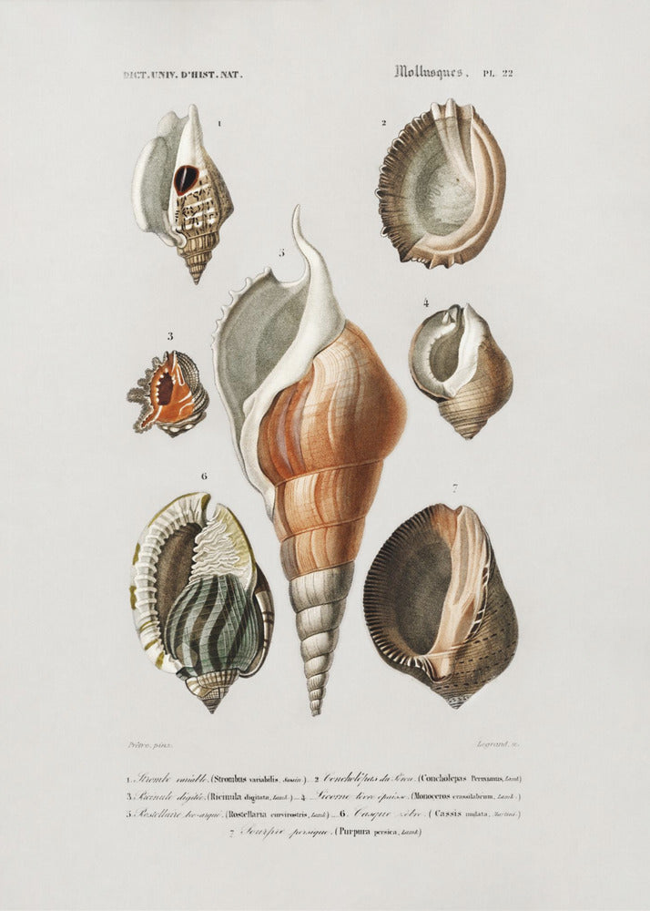 Plakat - Different Types of Mollusks