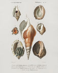 Plakat - Different Types of Mollusks