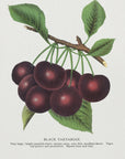 Poster - Black Tartarian Cherry Lithograph