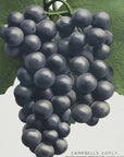 Poster - Campbell's Early Grape Lithograph