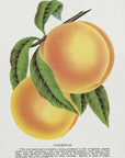 Poster - Champion Plum Lithograph