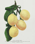 Poster - Coe's Golden Drop Plum Lithograph