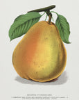 Poster - Duchess D'angouleme Pear Lithograph