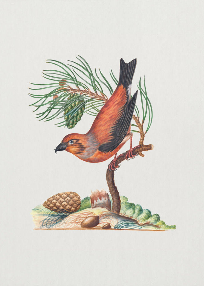 Plakat - Red Crossbill