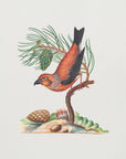 Plakat - Red Crossbill