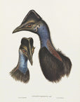 Poster - Bennett's Cassowary Blue