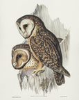 Plakat - Chestnut Faced Owl