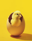 Plakat - Yellow Chicken