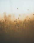 Plakat - Morning Grass Fileld 03