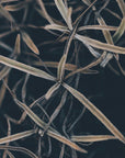 Plakat - Dried plants