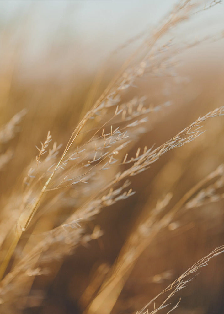 Poster - Morning Grass Fields 05