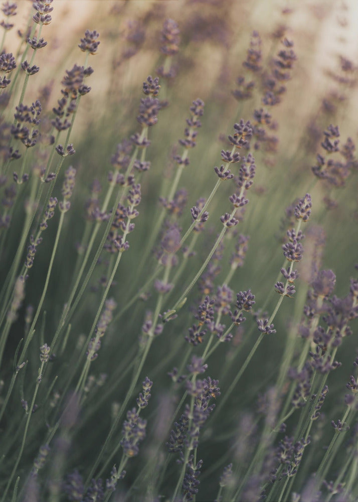 Poster - Lavender