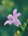 Plakat - Purple Flowers 12