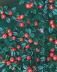 Poster - Red Berries 03