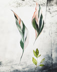 Poster - Plants 36