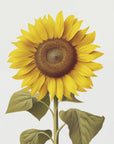 Plakat - Sunflower Still